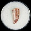 Beautiful Raptor Tooth From Morocco - #7435-1